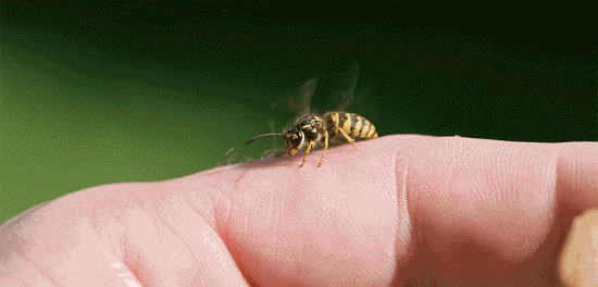 Τσίμπημα από μέλισσα ή σφήκα: Τι συμβαίνει στο σώμα και πώς το χειριζόμαστε