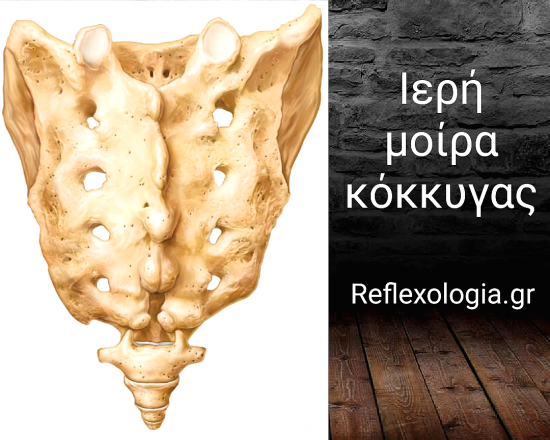 Ρεφλεξολογία | Ιερή μοίρα σπονδυλικής στήλης & κόκκυγας