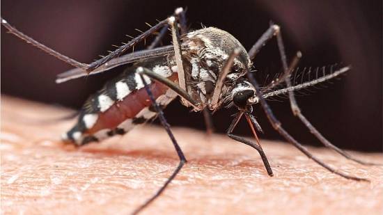 Κουνούπια: Πώς "μυρίζουν" τον ιδρώτα μας και πώς να τα σταματήσετε